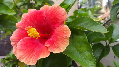 Close-up of hibiscus blooming outdoors