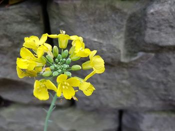 Close-up of yellow flowers blooming outdoors