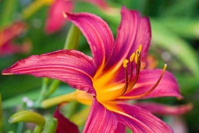Close-up of pink lily plant
