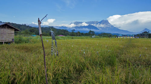 Scenic view of agricultural field against sky