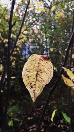 Close-up of leaves on tree trunk