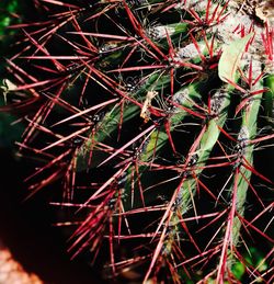 Close-up of cactus