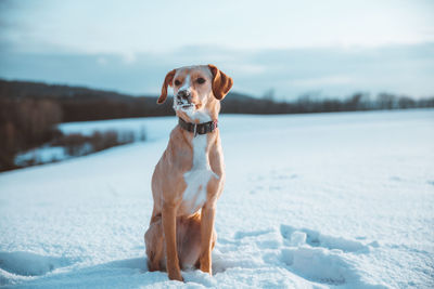 Dog looking away on snow covered field 