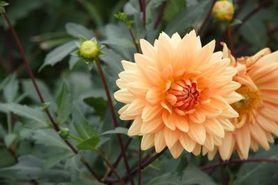 Close-up of flowering plant in park