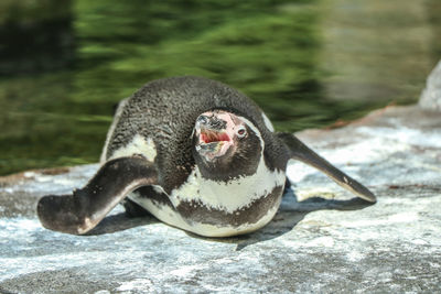 Close-up of bird in water