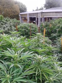 Plants growing on tree