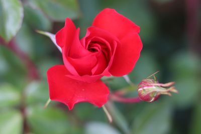 Close-up of red rose