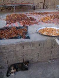 Cat on stone wall