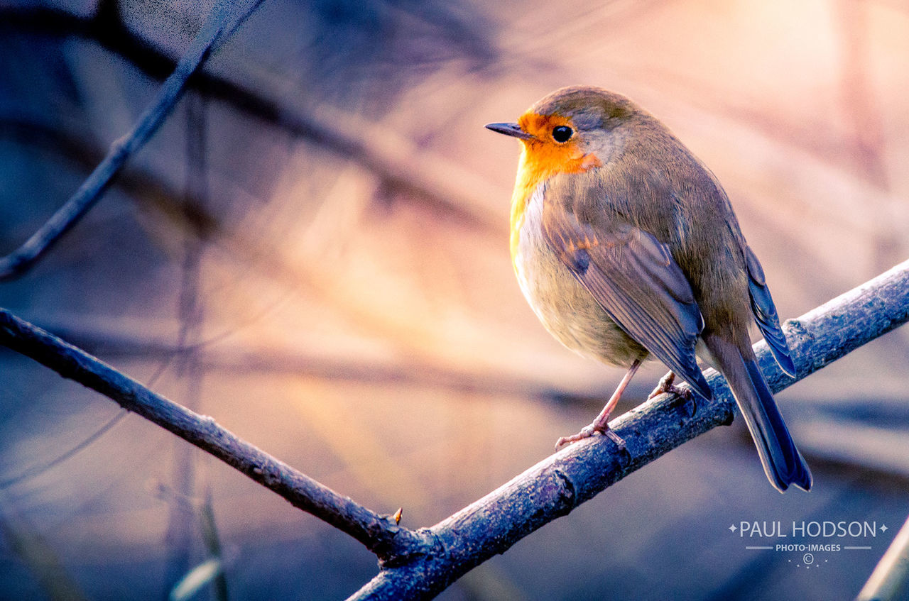 CLOSE-UP OF BIRD PERCHING ON METAL