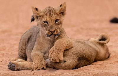 Close-up of lioness