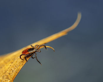 Close-up of insect