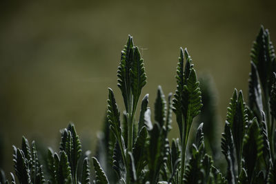 Close-up of fresh plants on field