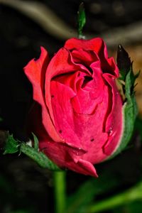 Close-up of rose blooming outdoors