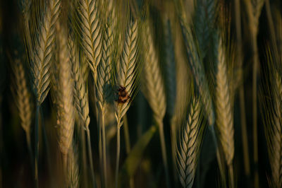 Close-up of stalks against blurred background