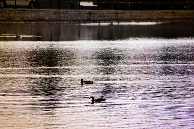 Swans swimming in lake