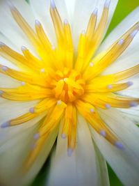 Close-up of yellow flower