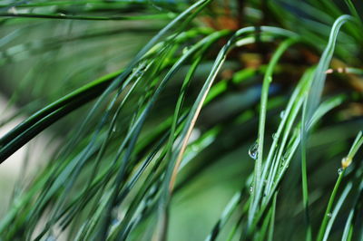 Close-up of grass against blurred background