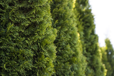 Close-up of pine tree