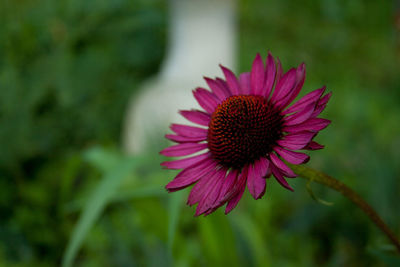 Close-up of pink flower