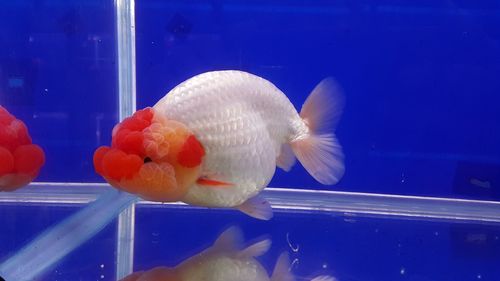 Close-up of fish swimming in aquarium