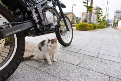 Cat on street