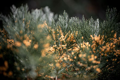 Close-up of flowering plants on field