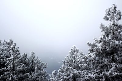 Low angle view of snow covered trees against sky