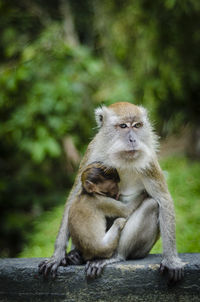 Female monkey feeding infant while sitting on tree trunk