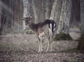 Deer standing on field