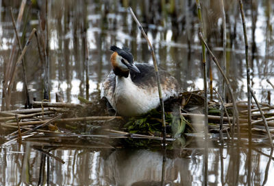 Ducks in a lake