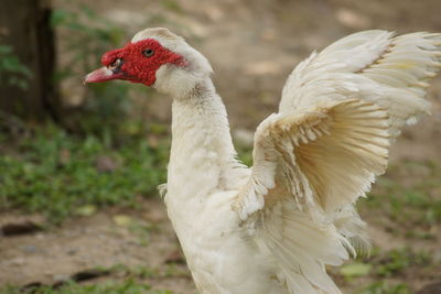 Close-up of duck