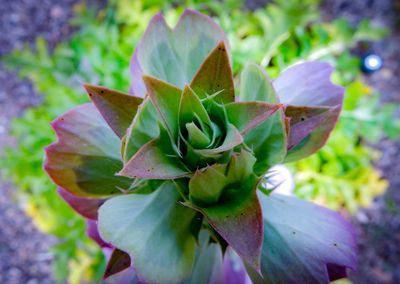 Close-up of plant in bloom