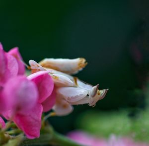 Close-up of pink rose flower