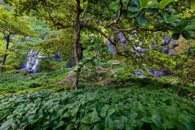 Scenic view of forest