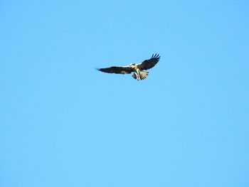 Low angle view of eagle flying in sky