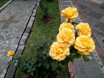 High angle view of yellow roses on footpath