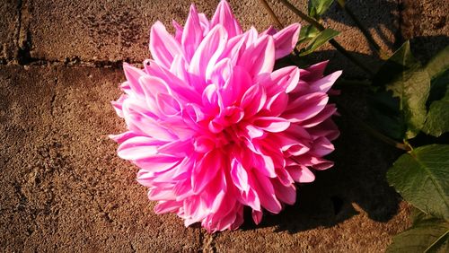 High angle view of pink flowering plant
