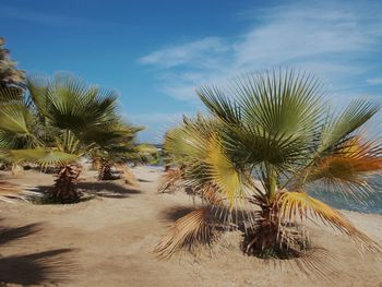 Palm trees on beach against sky