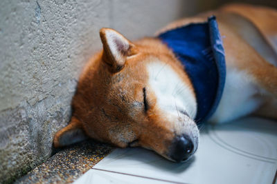 Close-up of a dog sleeping