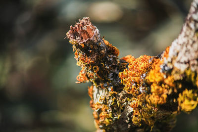 Close-up of lichen on tree trunk