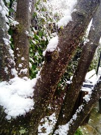 Snow covered land and trees in forest