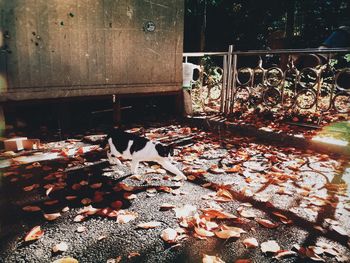 Autumn leaves falling on railing