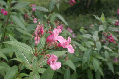 Close-up of pink flowers blooming outdoors