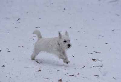 Dog running on snow covered land