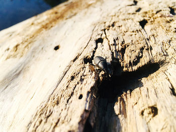 Close-up of insect on wood