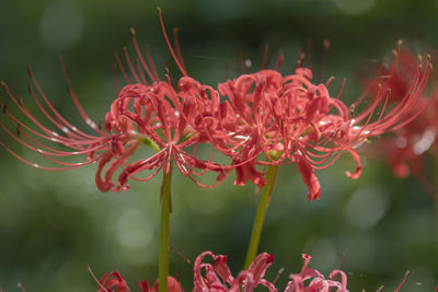 Close-up of red flowering plant