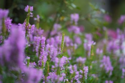 Close-up of lavender flowers blooming outdoors