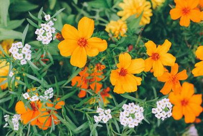 Close-up of orange flowers blooming outdoors