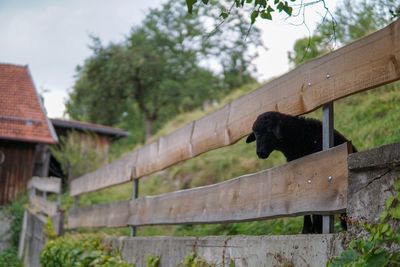 Low angle view of a horse