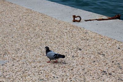 High angle view of bird perching on sand at beach